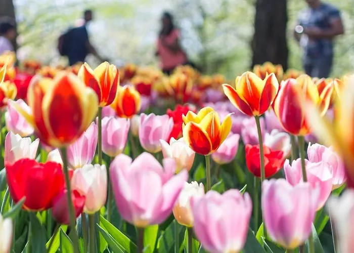 Skotel The Hague, Hotelschool * Гаага